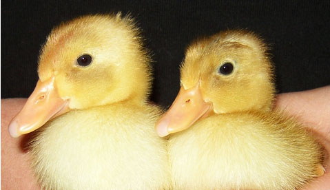 ducklings