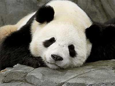 sleepy-panda.JPG