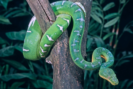 snake venom facial