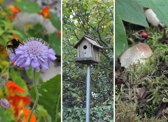 burren perfumery herb garden