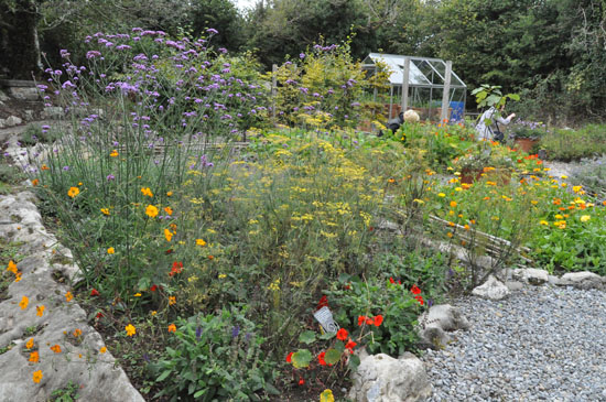 burren perfumery herb garden