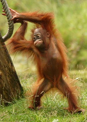Dublin Zoo use redheads to cause a commotion about Orangutan Protection  Week 
