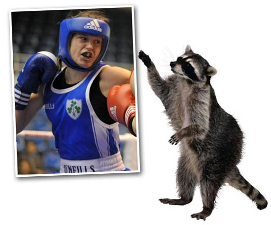 katie taylor racoon