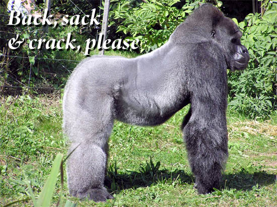hairy gorilla