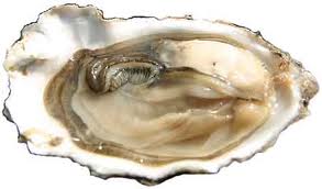 oysters