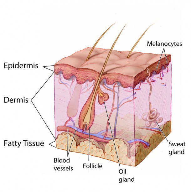 epidermis