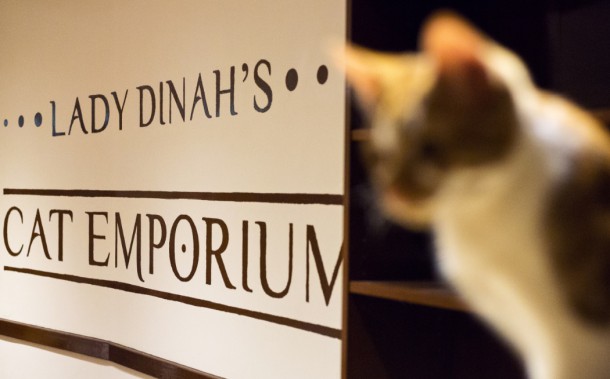 London's Lady Dinah's Cat Emporium