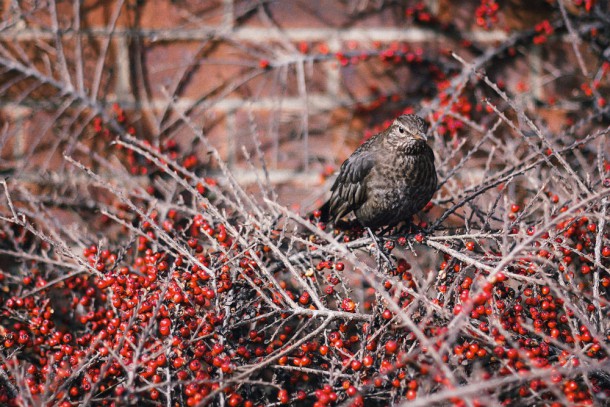 bird stock