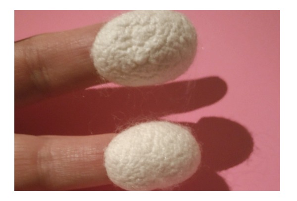 silk cocoons