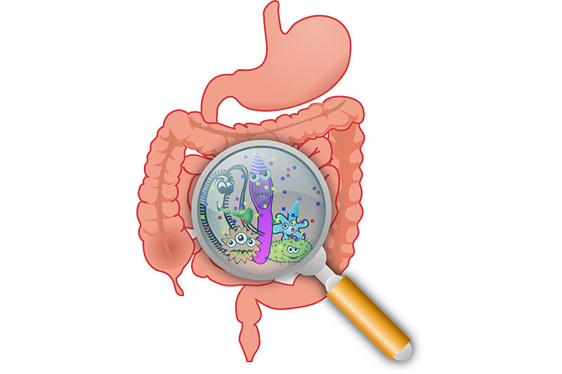 gut health diagram