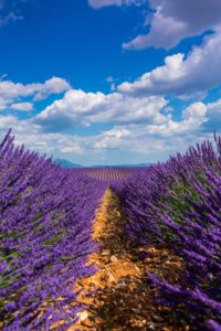 field of lavender 